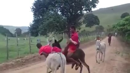 JUMENTO BRAVO ESSE KKK