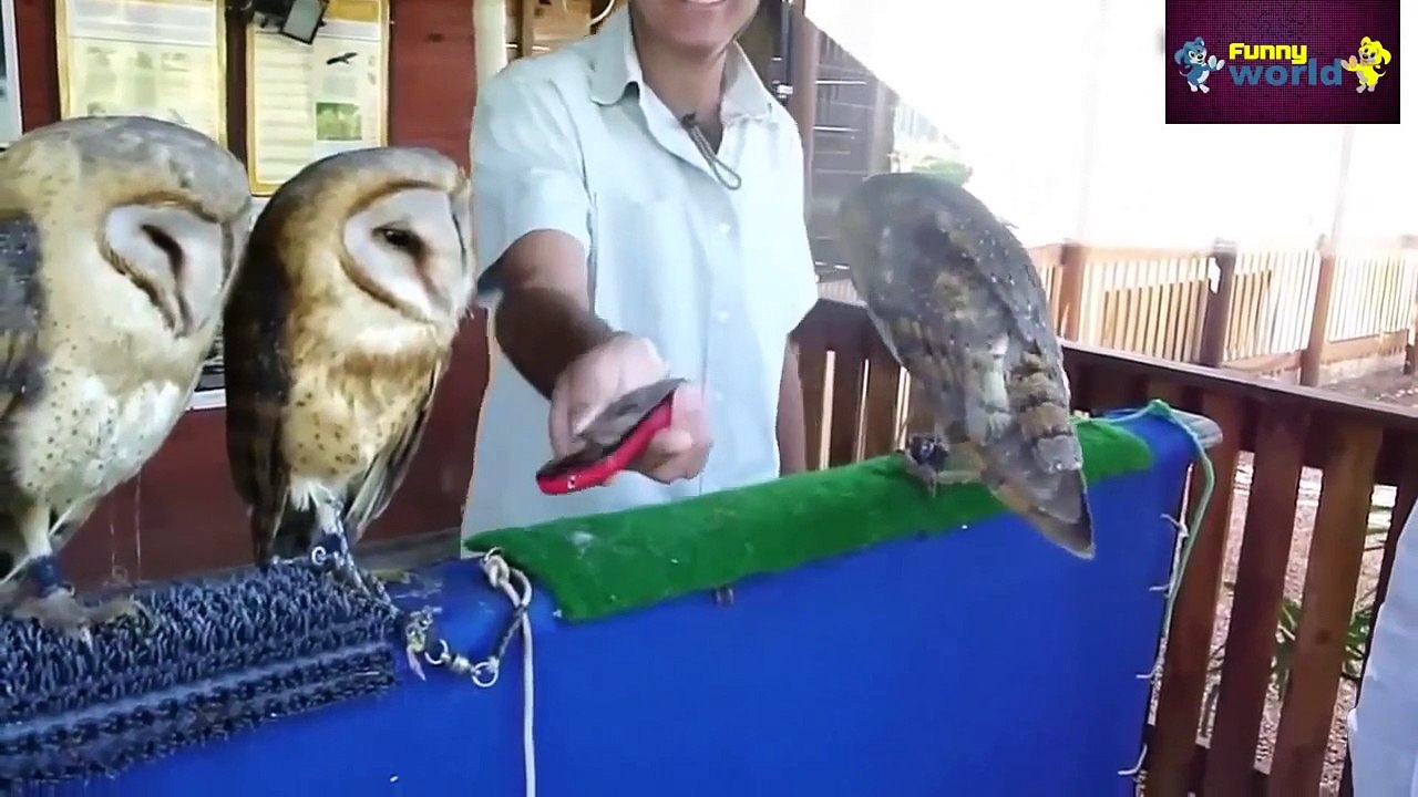 Komik Hayvanlar Derleme Komik Videolar 720P