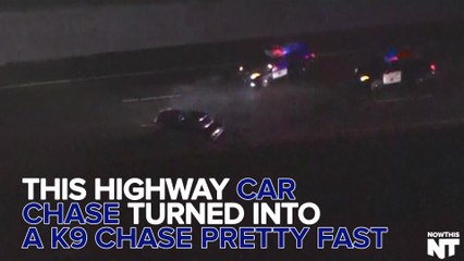 Hot Pursuit Leads To Puppy Pursuit