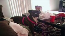 Dog Tries to Eat Owners Lunch