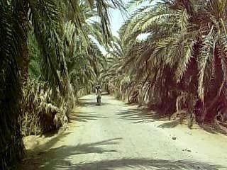 Siwa en velo.