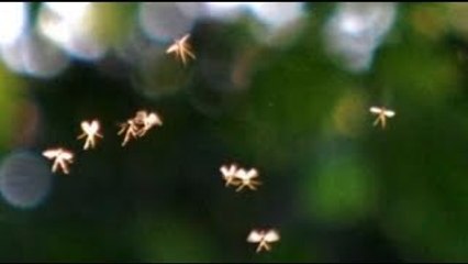 LOGRAN FILMAR UN GRUPO DE HADAS REALES // RazaDesconocida
