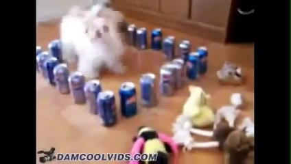 GATTI E CANI COMPILATION MIX 1