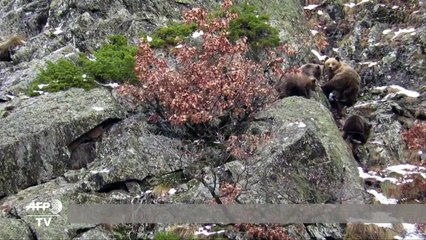 Réchauffement climatique : quand les ours n'hibernent plus