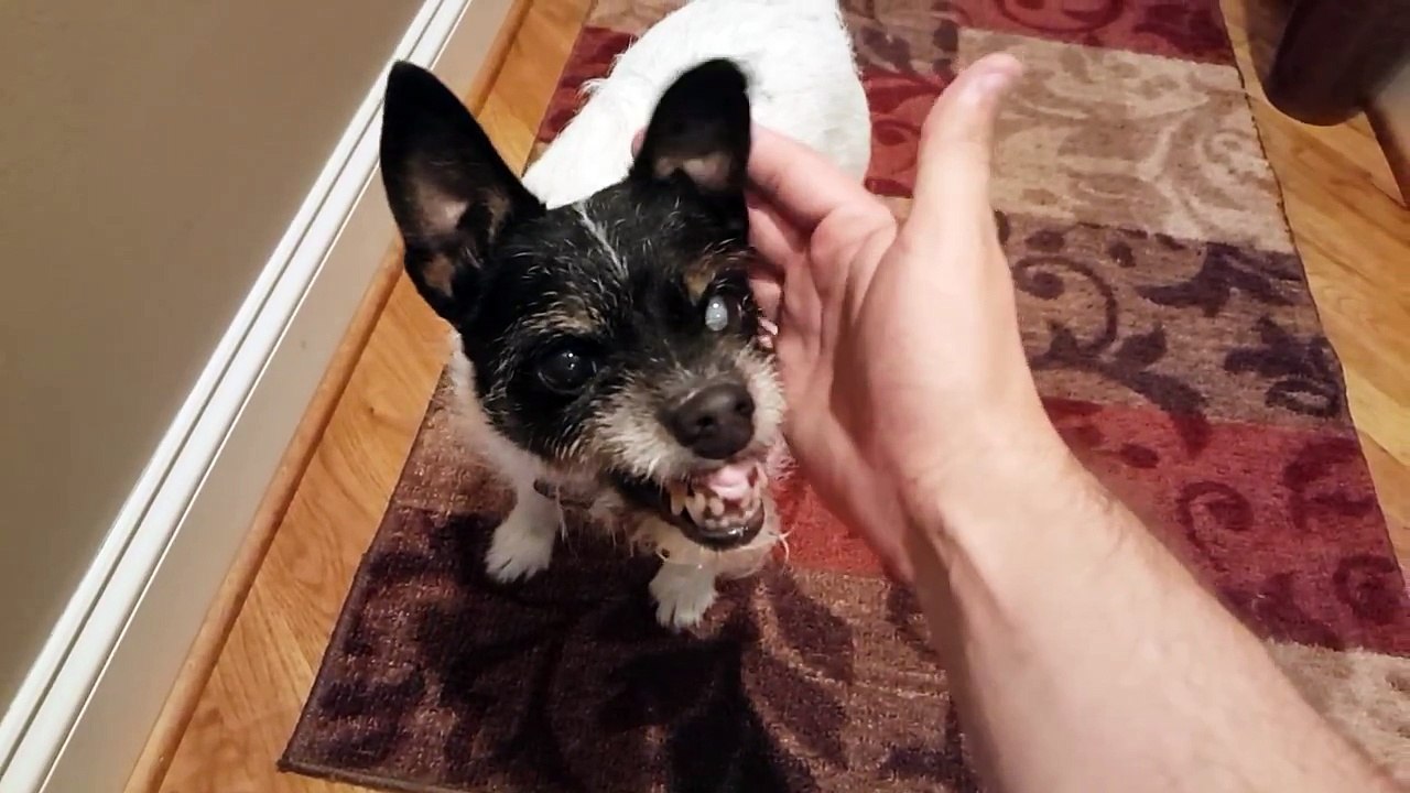 Un homme caresse l'adorable chien de sa grand-mère