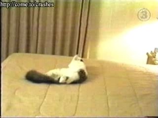 sacrés chats