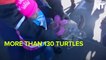 Kids Released 130+ Turtles Who Had Recovered From Hypothermia