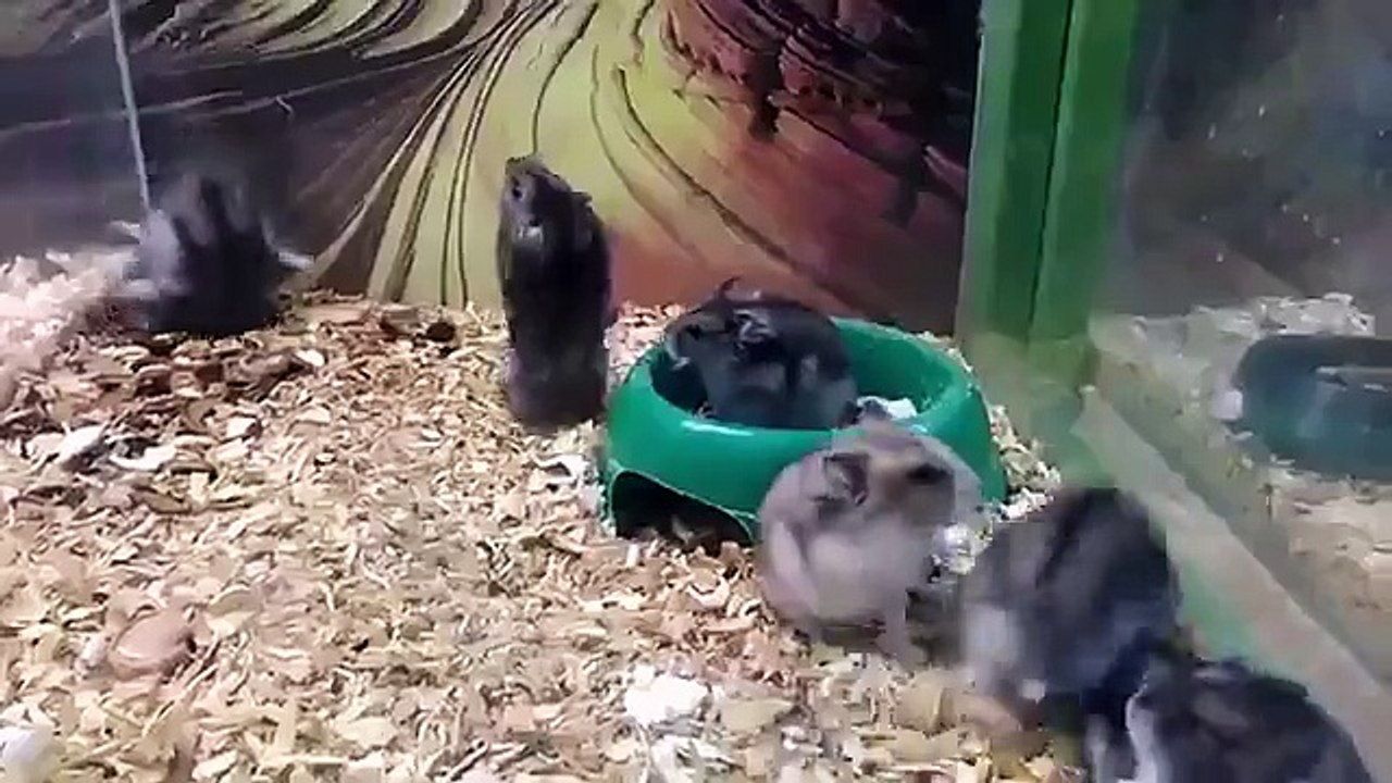 PLAYING ANIMALS LOL