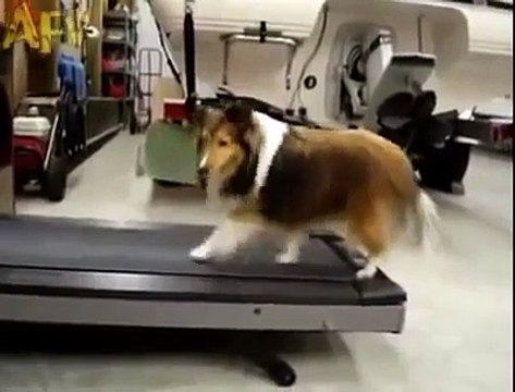 Un chien triche sur un tapis de course