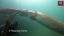 Un calamar gigante apareció de repente en un puerto de Japón