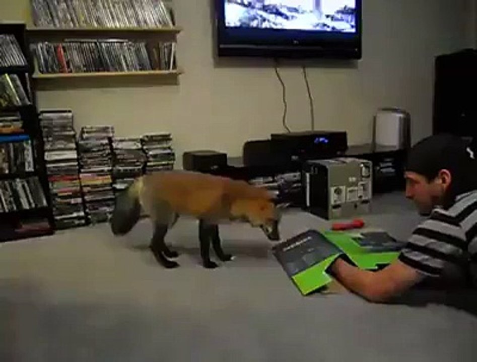 Combien sont adorables les renards ? Regardez ce que je saute !