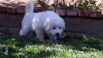 The Fluffiest Great Pyrenees Puppies Ever! - Puppy Love