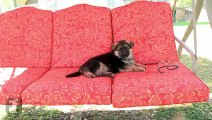 Fluffy German Shepherd Puppy Falls Asleep In Rocking Chair - Puppy Love