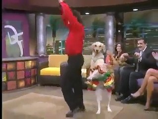 El baile del perrito, te va a encantar