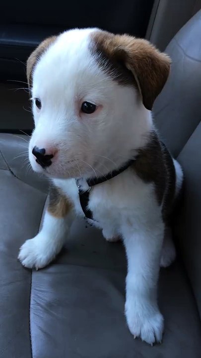 Perrito con hipo que no entiende que pasa