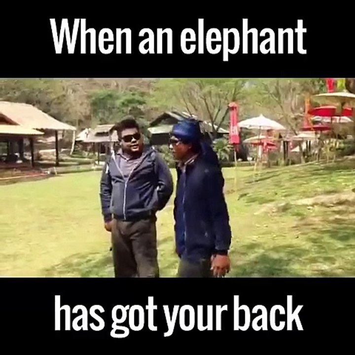 Este elefante es un héroe