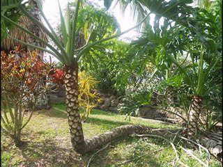 Как в домашних условиях вырастить Монстеру