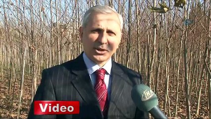 Osmanlı'ya şahitlik eden çınarlar yeniden doğuyor