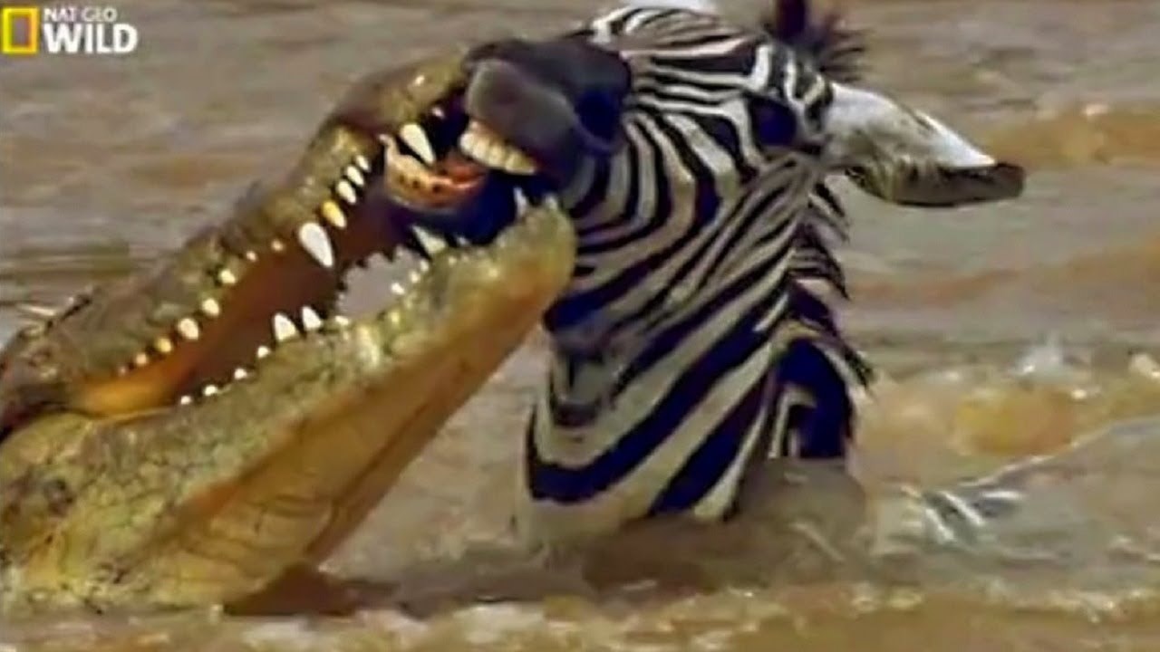 Nat Geo Wild Cementerio de Animales - Documentales National Geographic Español