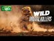 Wild Brutal Killers ( Nat Geo WILD )