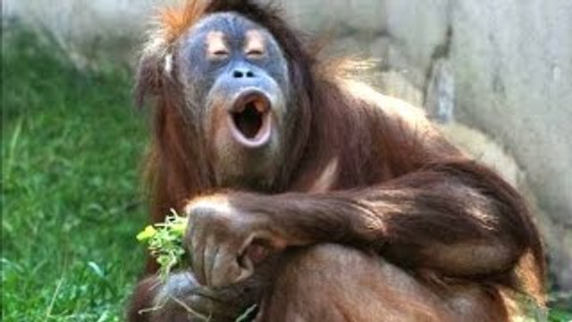 Divertidos Animales Un Animal Gracioso Videos Compilación de 2022-2023 [PARTE 2]