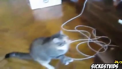 Ultimate Funny Cats Compilation - Funny Cat Videos 2016 (MUST SEE)