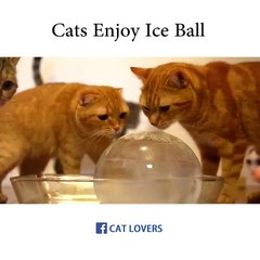 Cat Enjoy ice ball