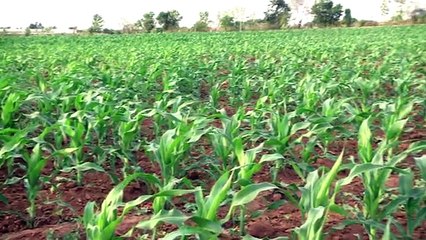 See 1st Solar Pumps-Solon video by +9203458881410