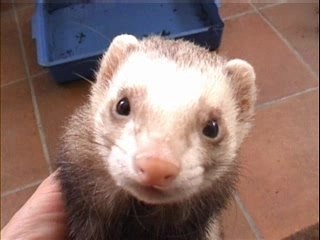 Max et notre regretté Bandit 1