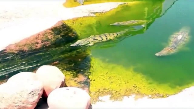 Ces crocodiles s'amusent sur un toboggan