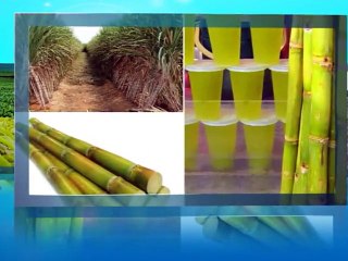 Mott Grass Modern Production Technology