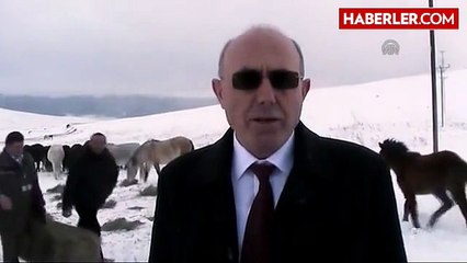 Yılkı Atlarına Bakanlık Sahip Çıktı