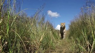 Animals Inspect Cameras