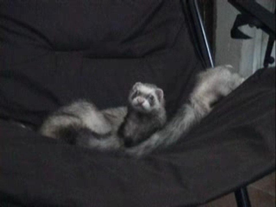 Notre regretté première furette "Chipie"