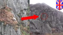 Watch two heroes risk life and limb to save sheep stuck on 300+ ft high cliff