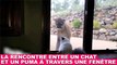 La rencontre entre un chat et un puma à travers une fenêtre ! Tout de suite dans la minute chat #104
