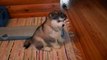 8 Weeks Old Malamute Puppy Lida  by latest videos