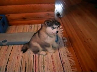 8 Weeks Old Malamute Puppy Lida  by latest videos