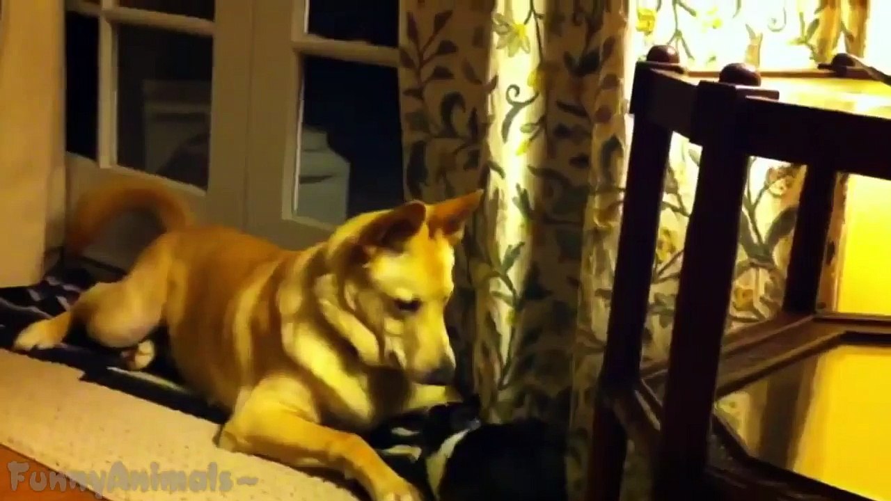 Cute Rabbits Playing With Dogs   Funny Animal Compilation