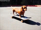 funny animals riding skate board and making tricks