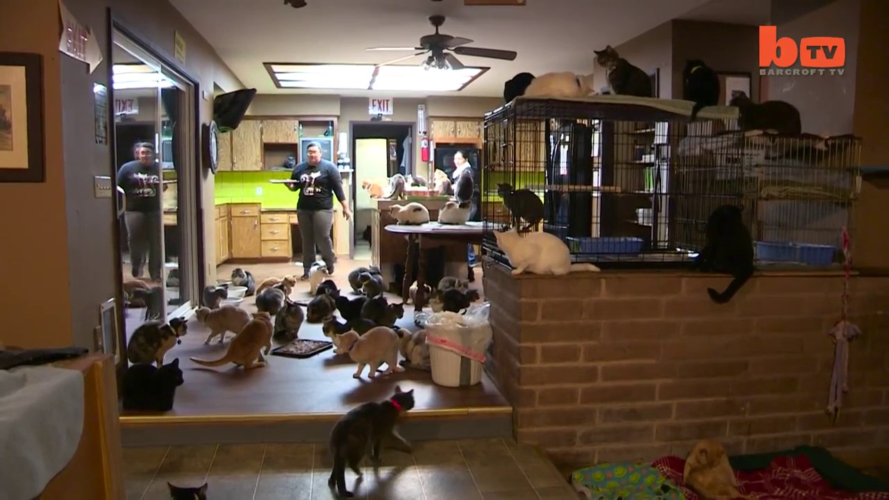 Une femme vit avec plus de 1100 chats