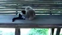 Maymun ve Kedi Çok Komik Video