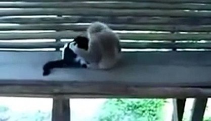 Maymun ve Kedi Çok Komik Video