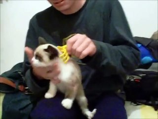 How to deactivate a CAT