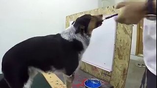 Dog Paint's a beautiful painting