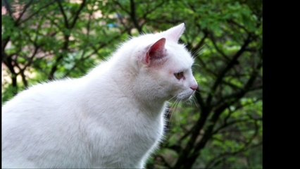 Mes plus fidèles amis !