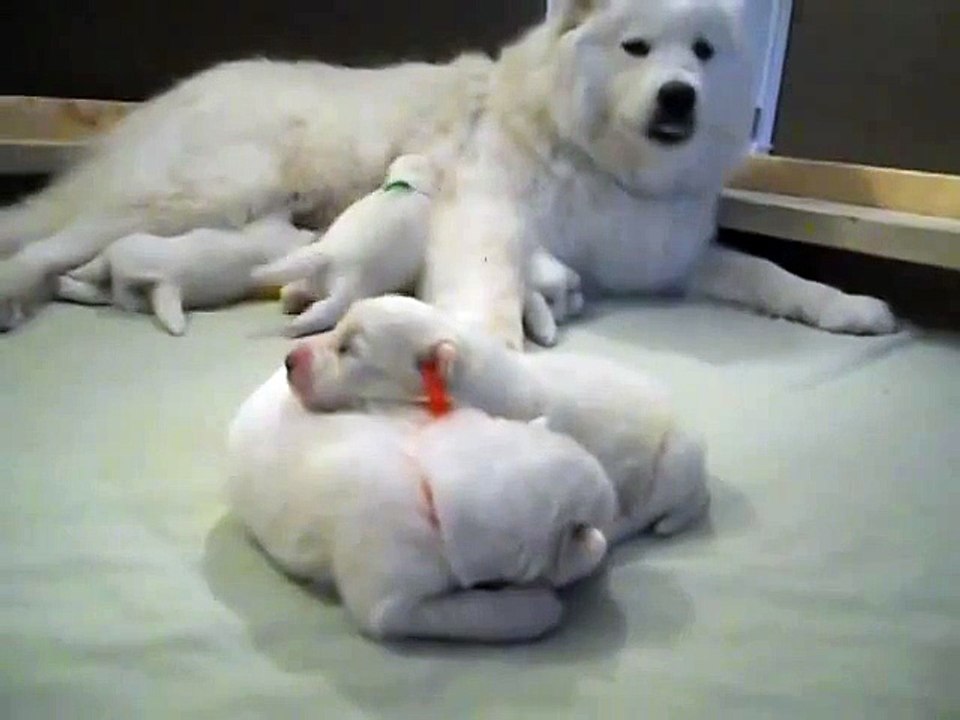 Dachshund - Cute 6 Day Old Puppies __ BEST FUNNY ANIMALS  by latest videos