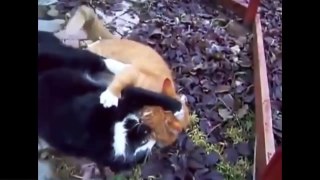 Funny Cats Videos 2015
