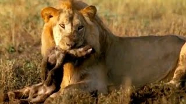 Documentário de Leōes LEÃO, O PODEROSO EXTERMINADOR [NAT GEO WILD Documentário completo e