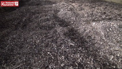 Paillage bois et bovins lait